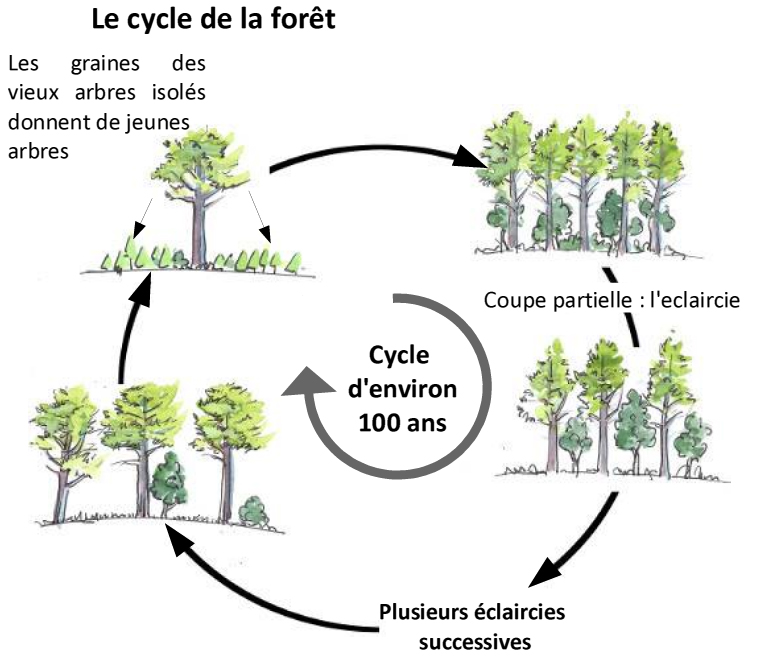 Image cycle