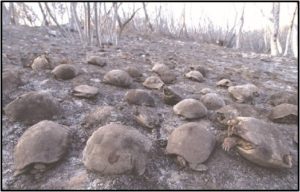Tortues d'Hermann calcinées