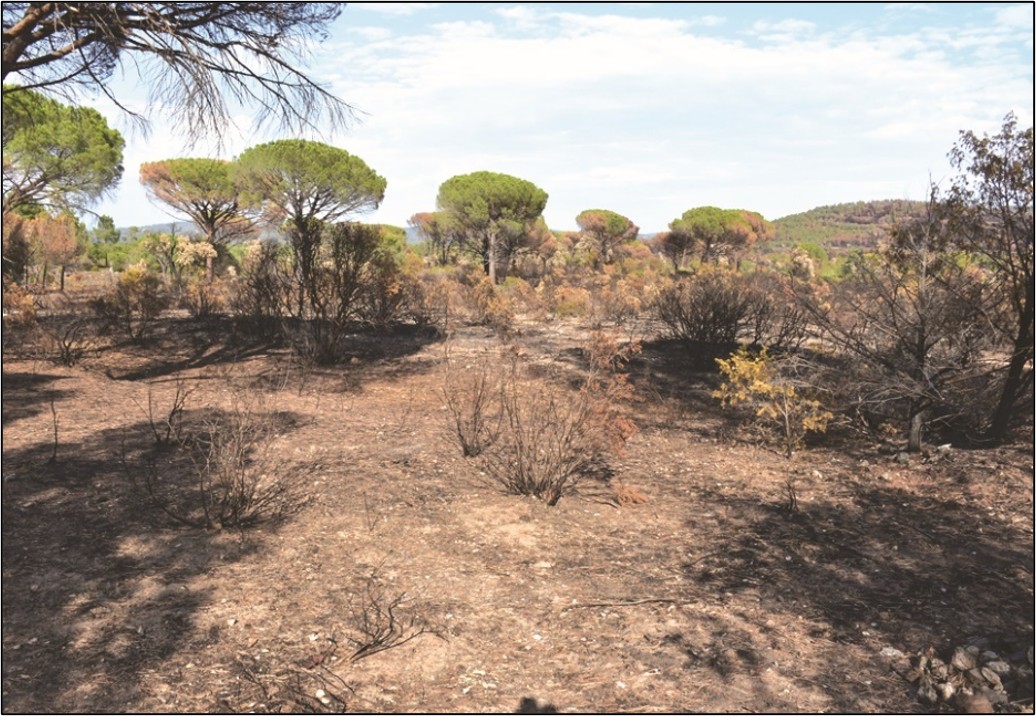 Plaine des Maures (septembre  2021) un mois après le feu de Gonfaron