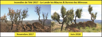 Résilience du chêne-liège un an après le feu de La Londe-les-Maures de 2017